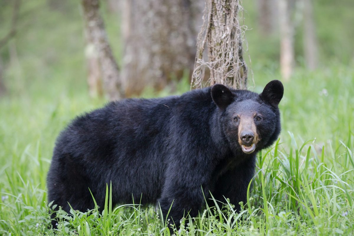 An adult black bear in Cades Cove Valley Great Smokey Mountains National Park in Tennessee