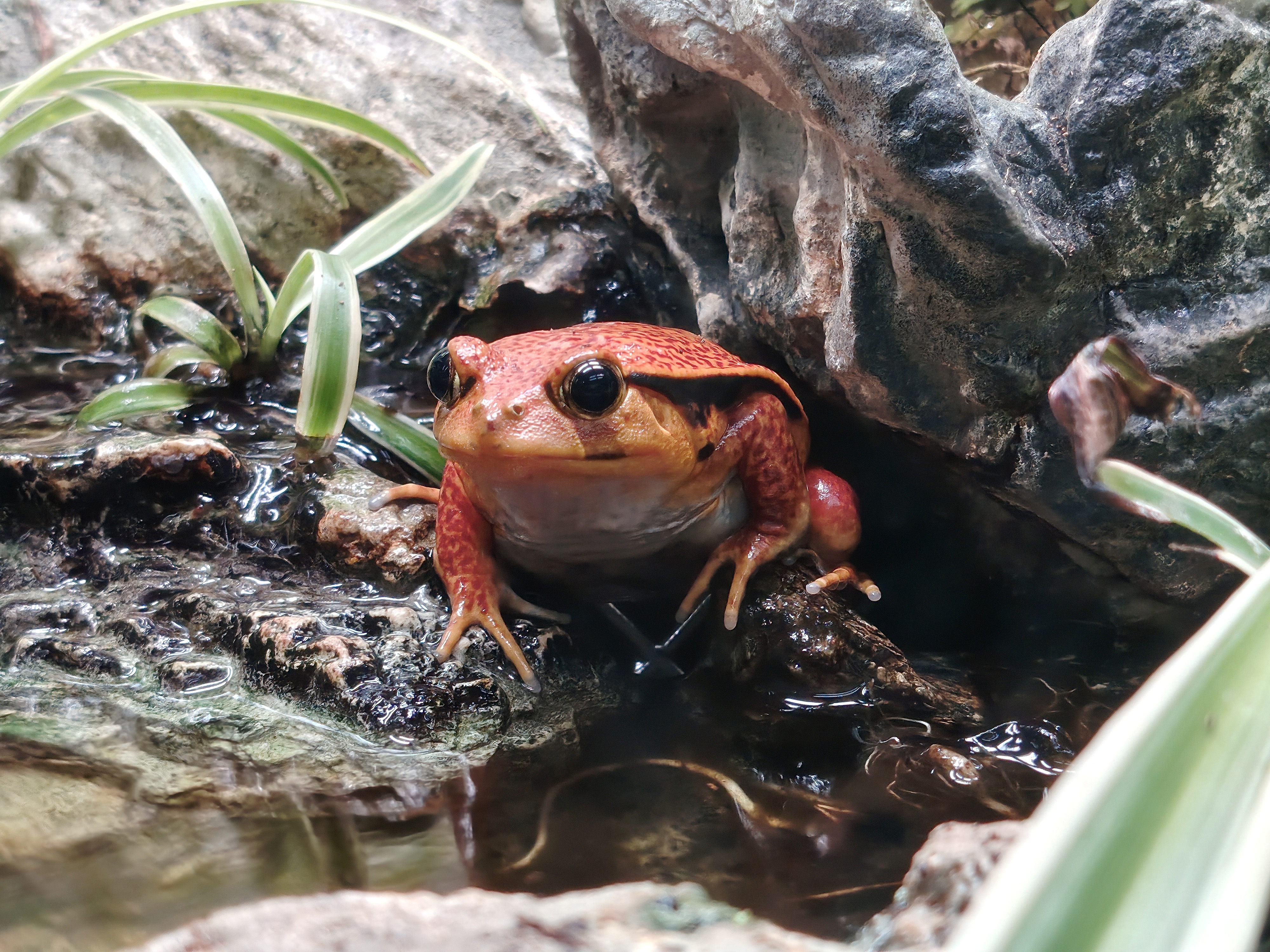 A photo taken from the Honor Magic 8 Lite of a frog at 3x zoom