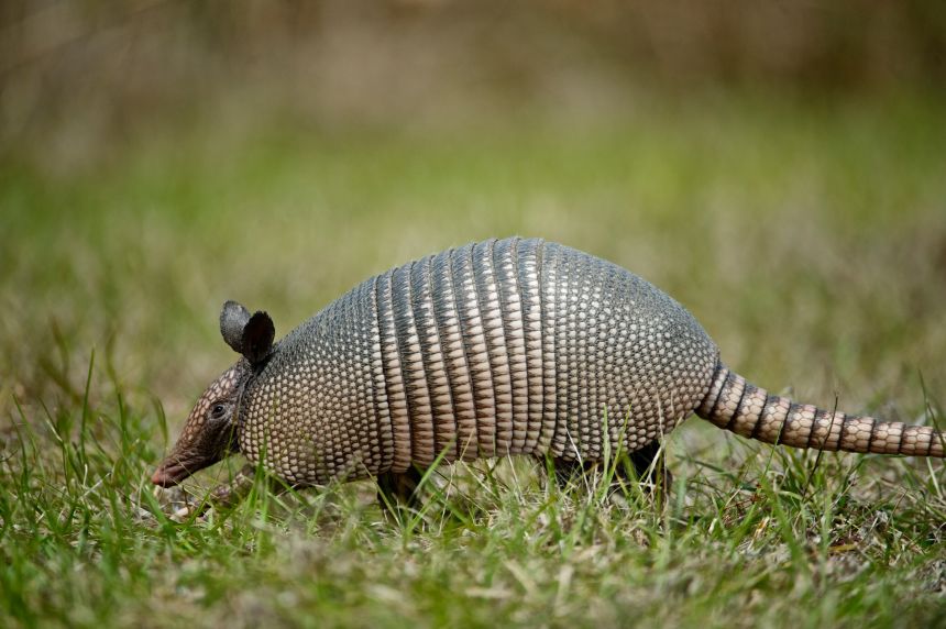 This nine-banded Armadillo is in Florida, but his brethren now live much further north.