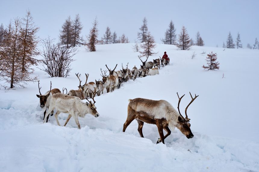 A reindeer herder is seen with reindeer in the Khovsgol province of Mongolia.