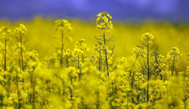 Iran sets decade-long plan to raise oilseed self-sufficiency