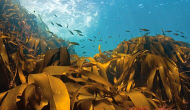 Moves are being made to protect Sark’s marine life