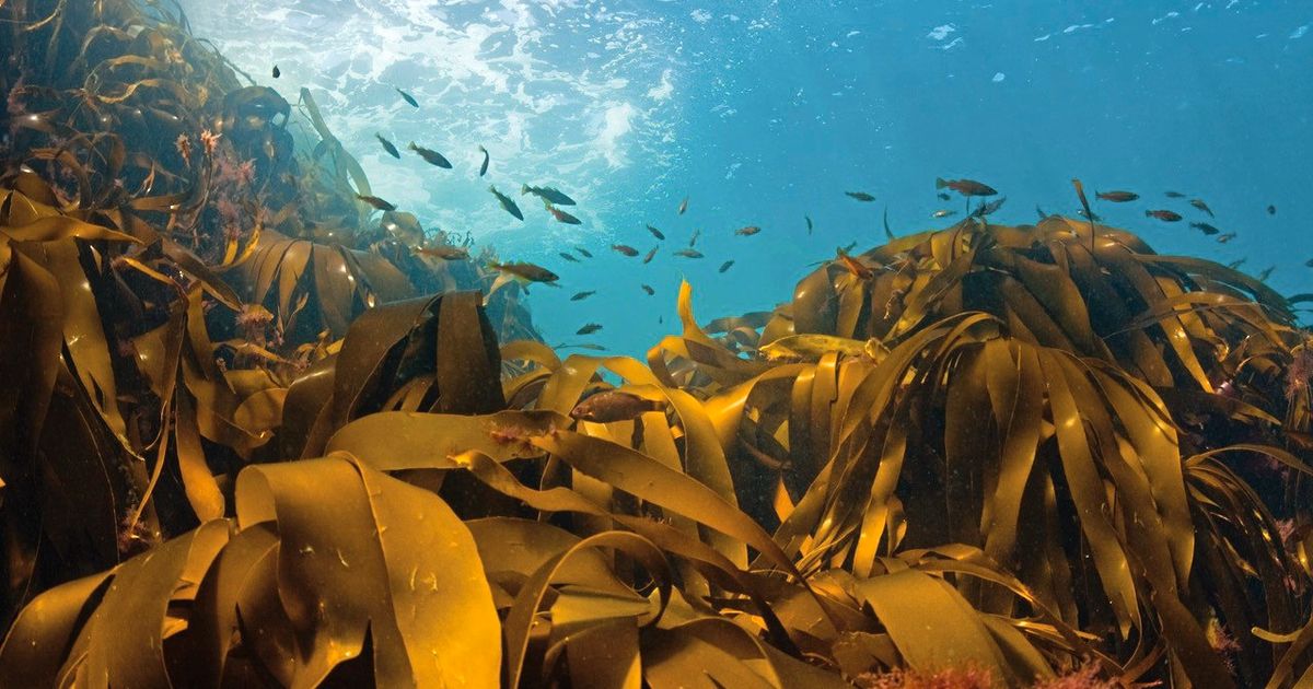 Moves are being made to protect Sark’s marine life