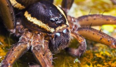 Close Up Image Of A Raft Spider