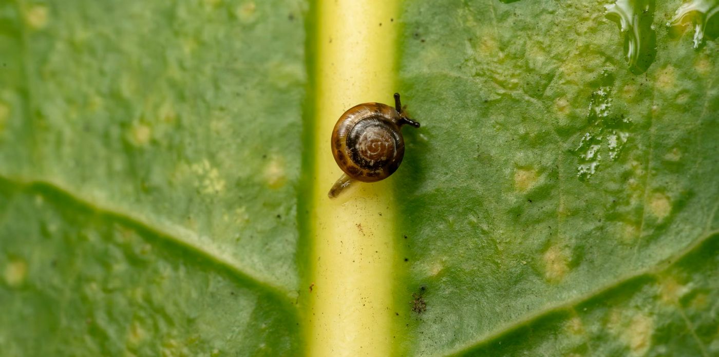 Thought Extinct, Snail Scientists Embark on Largest Snail Breeding and Reintroduction Effort in History