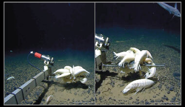 Spilhaus world projection showing the sample sites of all sequenced Alicella gigantea specimens used in this study. Each site is denoted by a circle and color-coded by deep-sea feature. Bottom left: Three TCS haplotype networks depicting the sequenced material. Credit: Royal Society Open Science