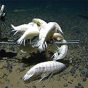 Aggregations of giant crustaceans Alicella gigantea to bait traps at roughly 22,000 feet (6700 meters) deep from the Murray Fracture Zone, North Pacific. Credit: Royal Society Open Science
