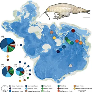 Spilhaus world projection showing the sample sites of all sequenced Alicella gigantea specimens used in this study. Each site is denoted by a circle and color-coded by deep-sea feature. Bottom left: Three TCS haplotype networks depicting the sequenced material. Credit: Royal Society Open Science