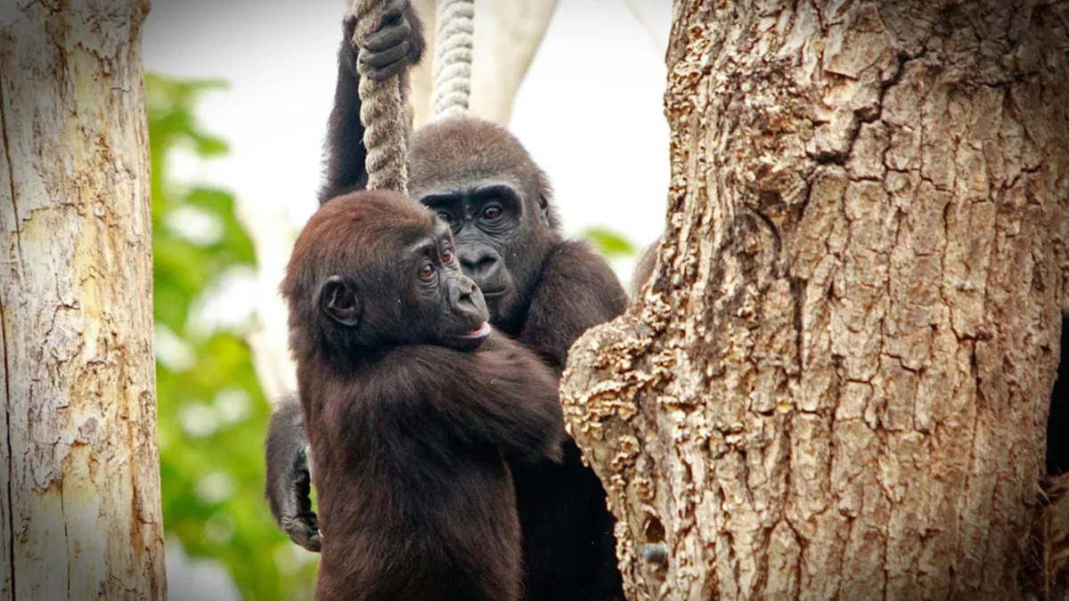 Young Gorillas Demonstrate Classic “Sibling Behavior’ at Fort Worth Zoo