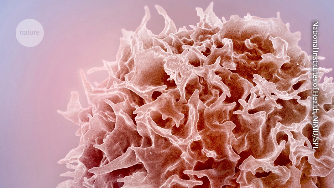 mRNA therapy turns back the clock