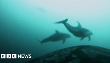 Killer whales and dolphins seen hunting together in rare video