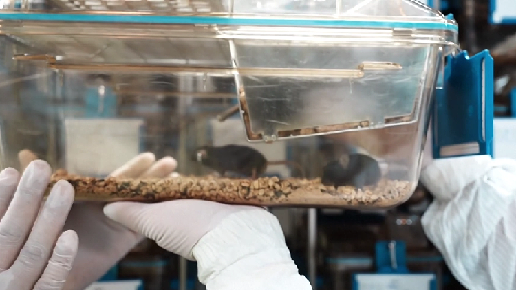 Public chooses names for China's space-traveled mice - news.cgtn.com