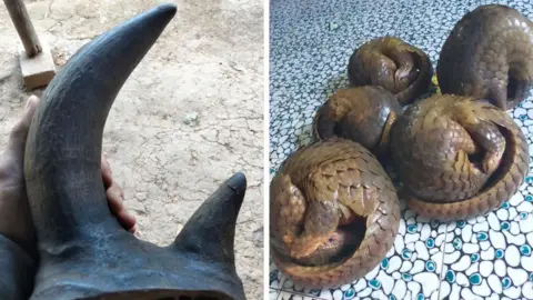 Two rhino horns are held up to the camera, with the caption on the Facebook post reading "does anyone want to buy a header" and listing a phone number.  In the second image 5 pangolins are curled up on the floor.