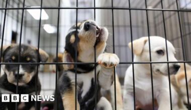 Puppy farm and trail hunt ban promised in animal welfare strategy