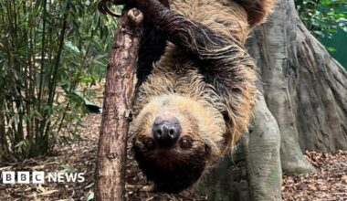 Sally the sloth is hanging upside down on a small tree with bamboo behind her to the left and a larger tree trunk on the right.