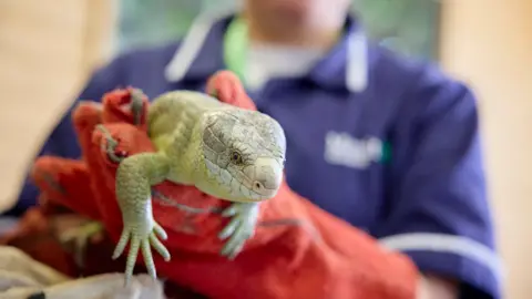 Moulton College A person holding a green lizard with red gloves.