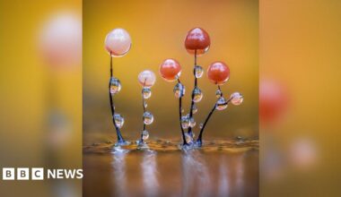 A close up image of some slime mould. The sporangium have red and white heads, and there are water droplets stuck to them.
