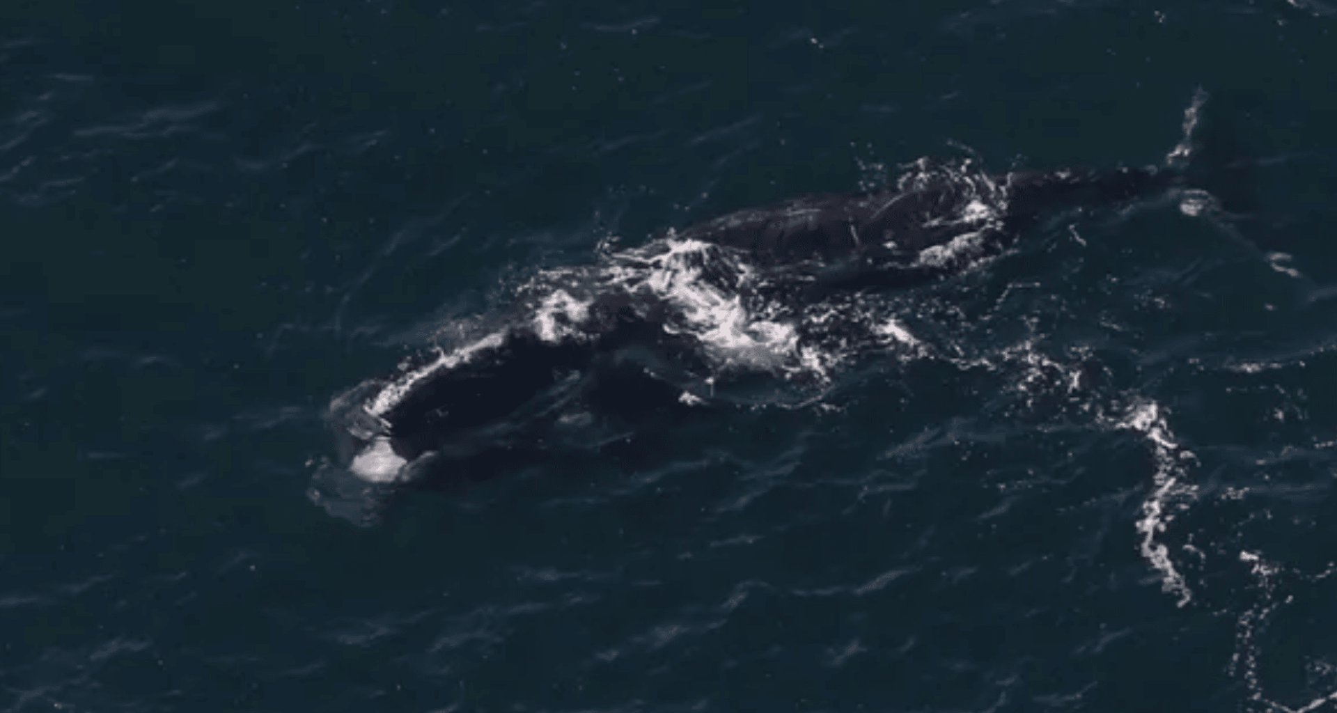 Endangered Whale’s Epic 3,000 Mile Journey From Ireland To Boston Stuns Scientists
