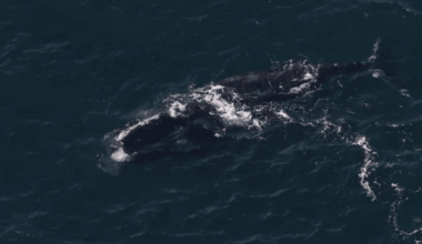 Endangered Whale’s Epic 3,000 Mile Journey From Ireland To Boston Stuns Scientists