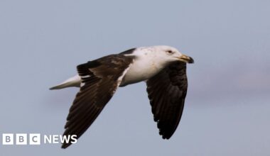 Saving South Africa's threatened albatross from lethal fishing lines