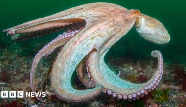 An octopus propels itself through the deep green sea.