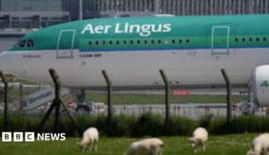 A green and white Aer Lingus on an airport tarmac with a fence in front and grazing sheep