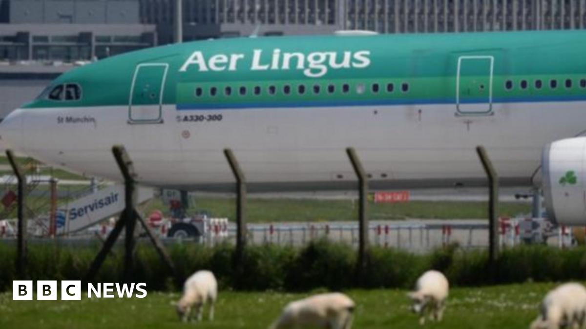 A green and white Aer Lingus on an airport tarmac with a fence in front and grazing sheep