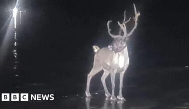 Photo of a reindeer standing on a beach through night vision