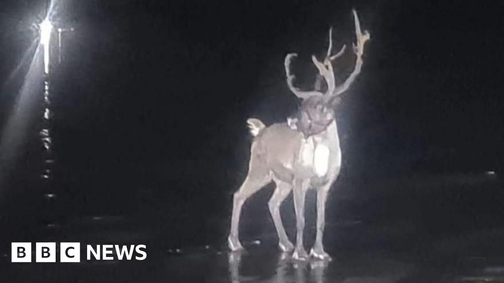 Photo of a reindeer standing on a beach through night vision