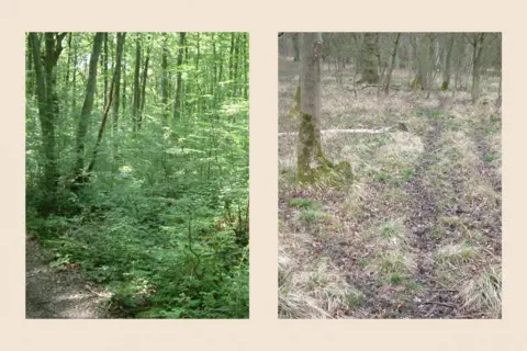 Forestry Commission Woodland in England before and after the removal of a deer fencer - the before is lusher and greener
