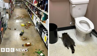 Drunk raccoon found passed out on liquor store floor after breaking in