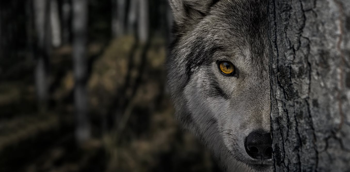 How Hollywood horror’s ‘killer wolf’ trope is sabotaging rewilding efforts