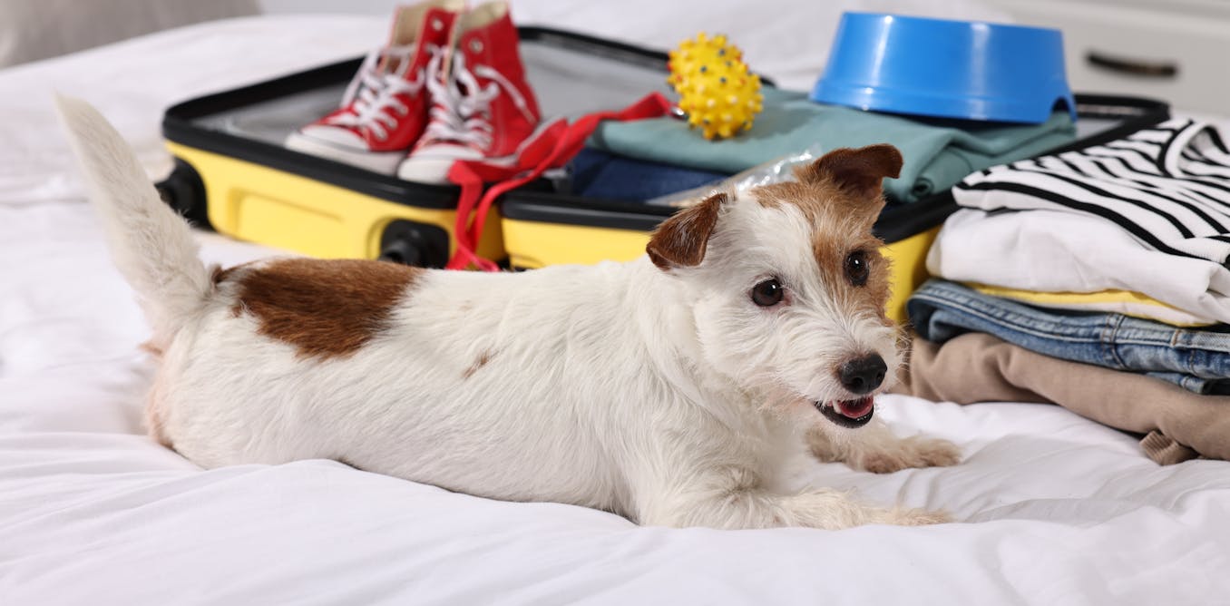 The ‘pawprint economy’ is booming – and it offers huge opportunities for tourism