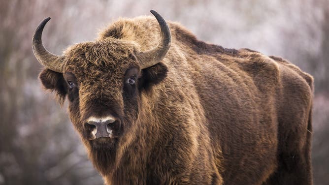 Bison (Credit: Getty Images Creatives)