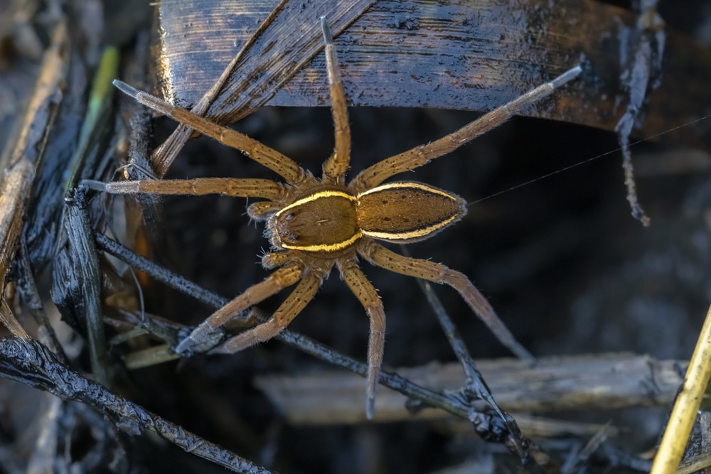 Great Raft Spider Or Fen Raft Spider (dolomedes Plantarius) Is A European Species Of Spider In The Pisauridae Family.