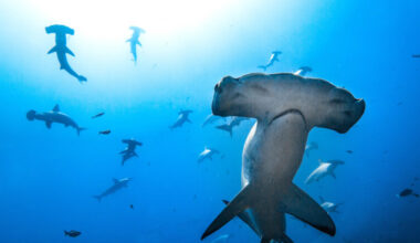 The lab-in-a-backpack busting illegal shark fins: Interview with Diego Cardeñosa