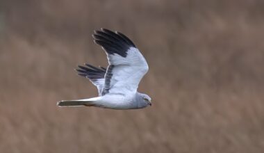 More detail on Natural England’s decision to close Hen Harrier Southern Reintroduction Project – Raptor Persecution UK