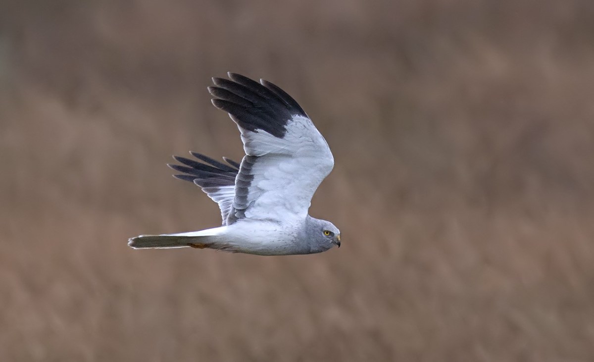 More detail on Natural England’s decision to close Hen Harrier Southern Reintroduction Project – Raptor Persecution UK