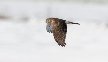 Another Hen Harrier suspected illegally killed on a grouse moor, her satellite tag had been ‘removed’ – Raptor Persecution UK