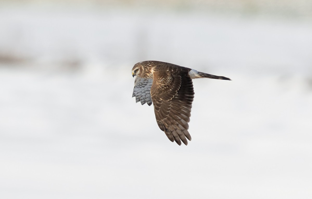 Another Hen Harrier suspected illegally killed on a grouse moor, her satellite tag had been ‘removed’ – Raptor Persecution UK