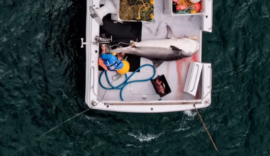 Four-metre tiger shark caught on drumline off popular Gold Coast surfing beach