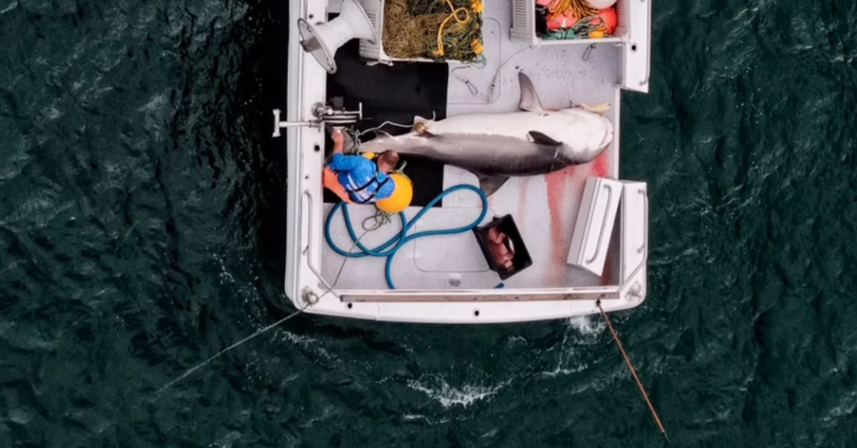 Four-metre tiger shark caught on drumline off popular Gold Coast surfing beach