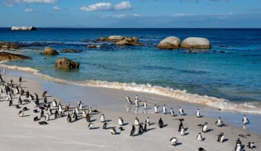 More than 60,000 penguins starve to death near Africa after fall in sardine numbers