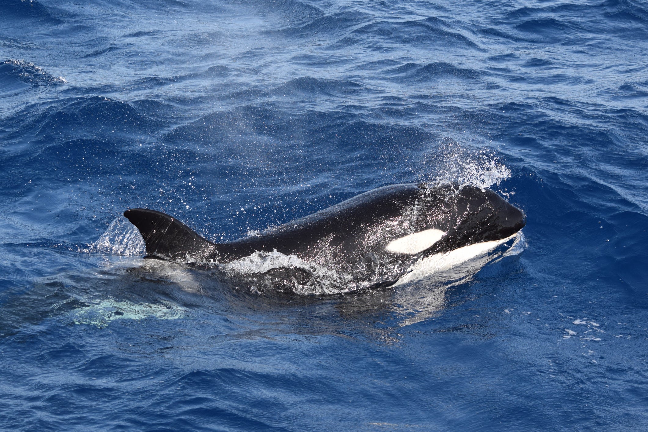 A killer whale in waters off the south coast of Spain – where numerous attacks on boats have been recorded in recent years