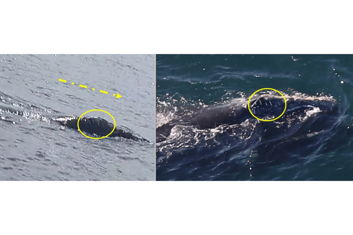 Unique scarring on the right side of the whale's head is one of several features that helped researchers in the New England Aquarium's Anderson Cabot Center for Ocean Life match photos from the Ireland sighting (left) with images captured by the Center for Coastal Studies off Boston (right). Credit: Naomi D'arcy and Center for Coastal Studies, taken under NOAA permit 25740-03