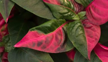 Joseph's Coat's plant (illustrative Image)