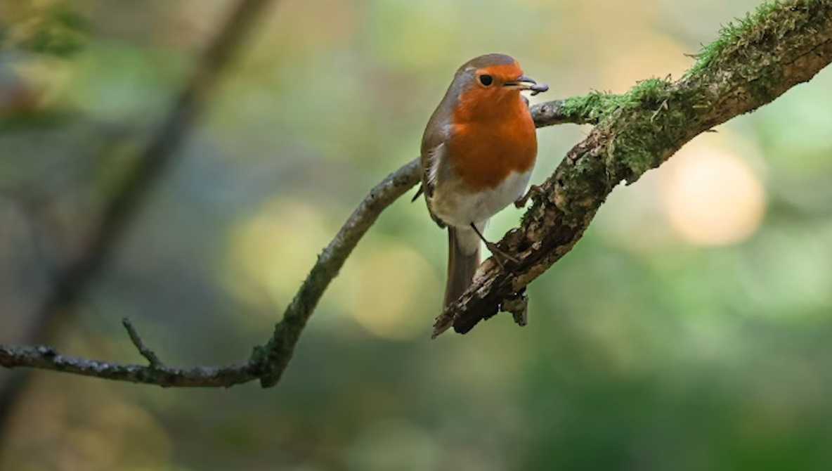 Lightroom Masking Tricks That Fix Backlit Scenes