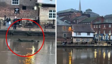 Mystery as shark appears to swim down River Ouse in York