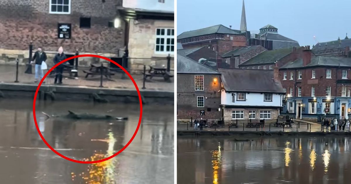Mystery as shark appears to swim down River Ouse in York