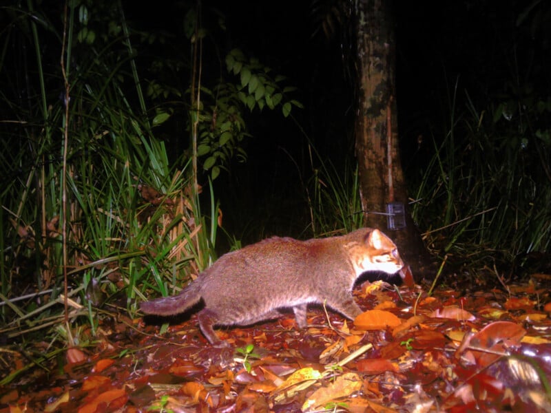 A wild cat with brown fur walks on leaf-covered ground at night, surrounded by dense vegetation and a tree in the background.